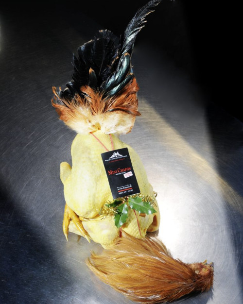 MINI CHAPON (+/- 6 pers)